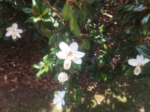 6 10 15 magnolia 2