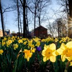 Daffodils bloom on the south campus of Wake Forest University on Wednesday, March 16, 2016.