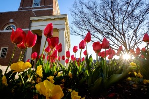 Tulips bloom in front of Wait Chapel at dawn on the campus of Wake Forest University on Wednesday, April 6, 2016.