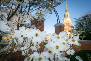 Dogwoods frame Wait Chapel on the campus of Wake Forest University on Wednesday, April 6, 2016.
