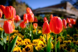 Tulips bloom outside Alumni Hall on the campus of Wake Forest University on Monday, April 4, 2016.